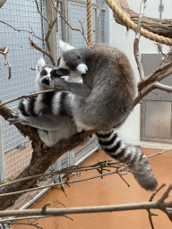 Ring-tailed Lemurs at the Oceanium at the Diergaarde Blijdorp zoo