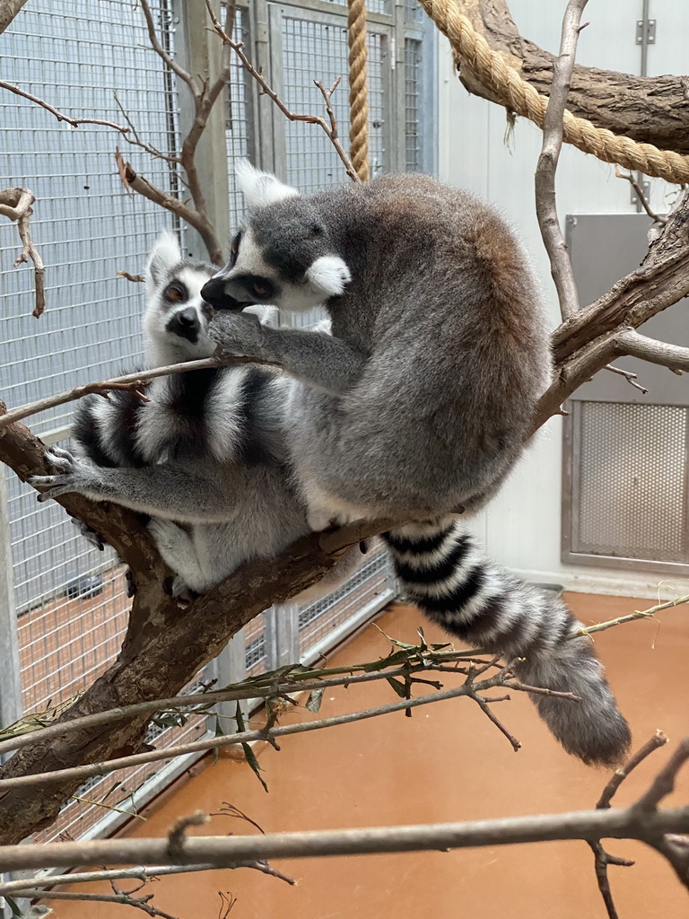 Ring-tailed Lemurs at the Oceanium at the Diergaarde Blijdorp zoo