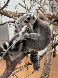 Ring-tailed Lemurs at the Oceanium at the Diergaarde Blijdorp zoo