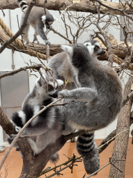 Ring-tailed Lemurs at the Oceanium at the Diergaarde Blijdorp zoo