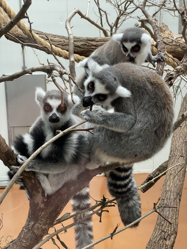 Ring-tailed Lemurs at the Oceanium at the Diergaarde Blijdorp zoo