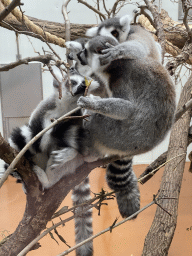 Ring-tailed Lemurs at the Oceanium at the Diergaarde Blijdorp zoo