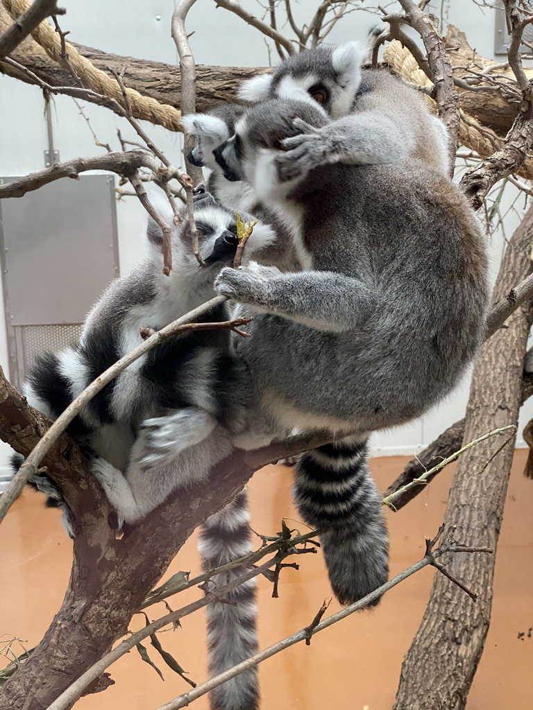 Ring-tailed Lemurs at the Oceanium at the Diergaarde Blijdorp zoo