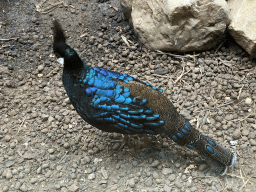 Palawan Peacock-Pheasant at the Nature Conservation Center at the Oceanium at the Diergaarde Blijdorp zoo