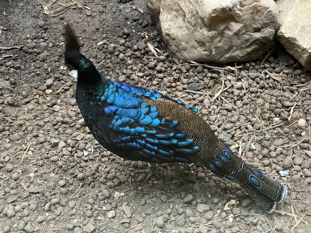 Palawan Peacock-Pheasant at the Nature Conservation Center at the Oceanium at the Diergaarde Blijdorp zoo