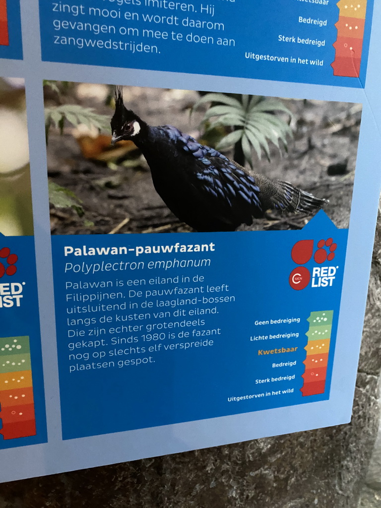 Explanation on the Palawan Peacock-Pheasant at the Nature Conservation Center at the Oceanium at the Diergaarde Blijdorp zoo