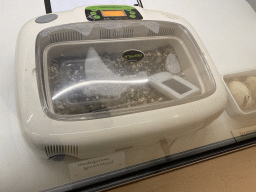 Incubator with a Spider Tortoise egg at the Nature Conservation Center at the Oceanium at the Diergaarde Blijdorp zoo, with explanation