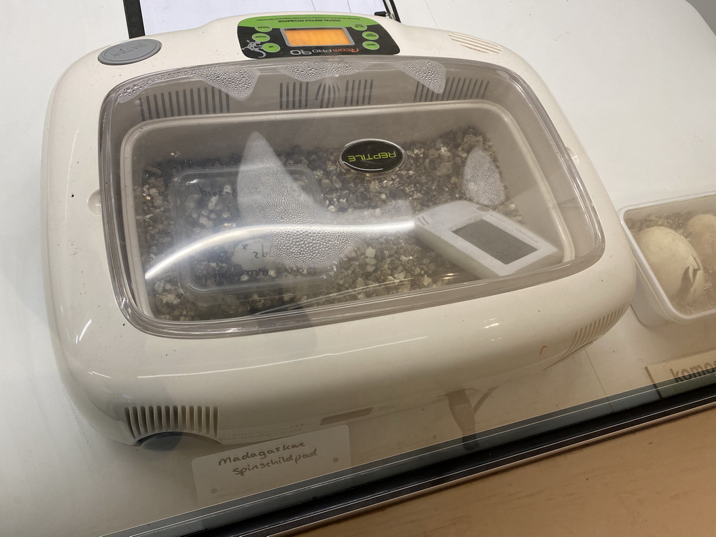 Incubator with a Spider Tortoise egg at the Nature Conservation Center at the Oceanium at the Diergaarde Blijdorp zoo, with explanation