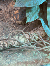 Spider Tortoises at the Nature Conservation Center at the Oceanium at the Diergaarde Blijdorp zoo, with explanation