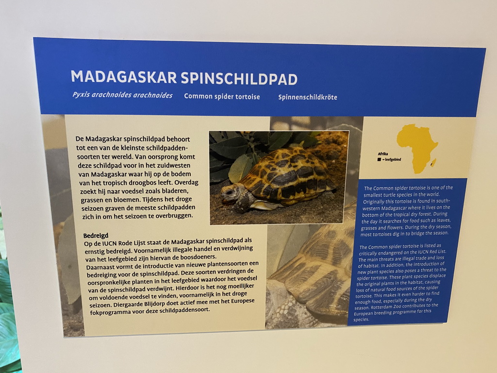 Explanation on the Spider Tortoise at the Nature Conservation Center at the Oceanium at the Diergaarde Blijdorp zoo, with explanation