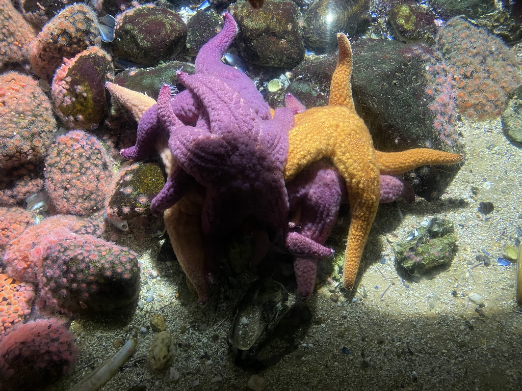 Ocher Seastars at the Oceanium at the Diergaarde Blijdorp zoo