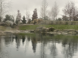Polar Bear at the North America area at the Diergaarde Blijdorp zoo