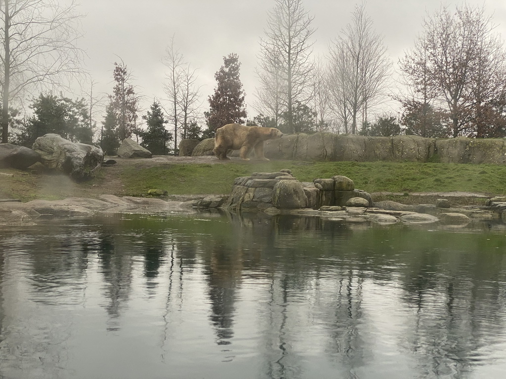 Polar Bear at the North America area at the Diergaarde Blijdorp zoo