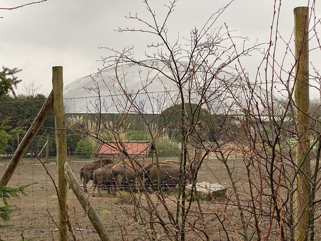 American Bisons at the North America area and the Amazonica building at the South America area at the Diergaarde Blijdorp zoo