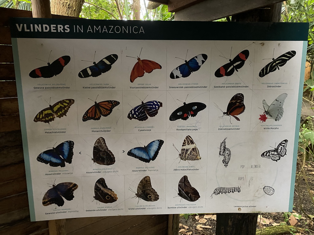 Information on the butterfly species at the Amazonica building at the South America area at the Diergaarde Blijdorp zoo