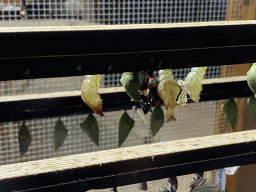 Butterfly coming out of a pupa at the Amazonica building at the South America area at the Diergaarde Blijdorp zoo