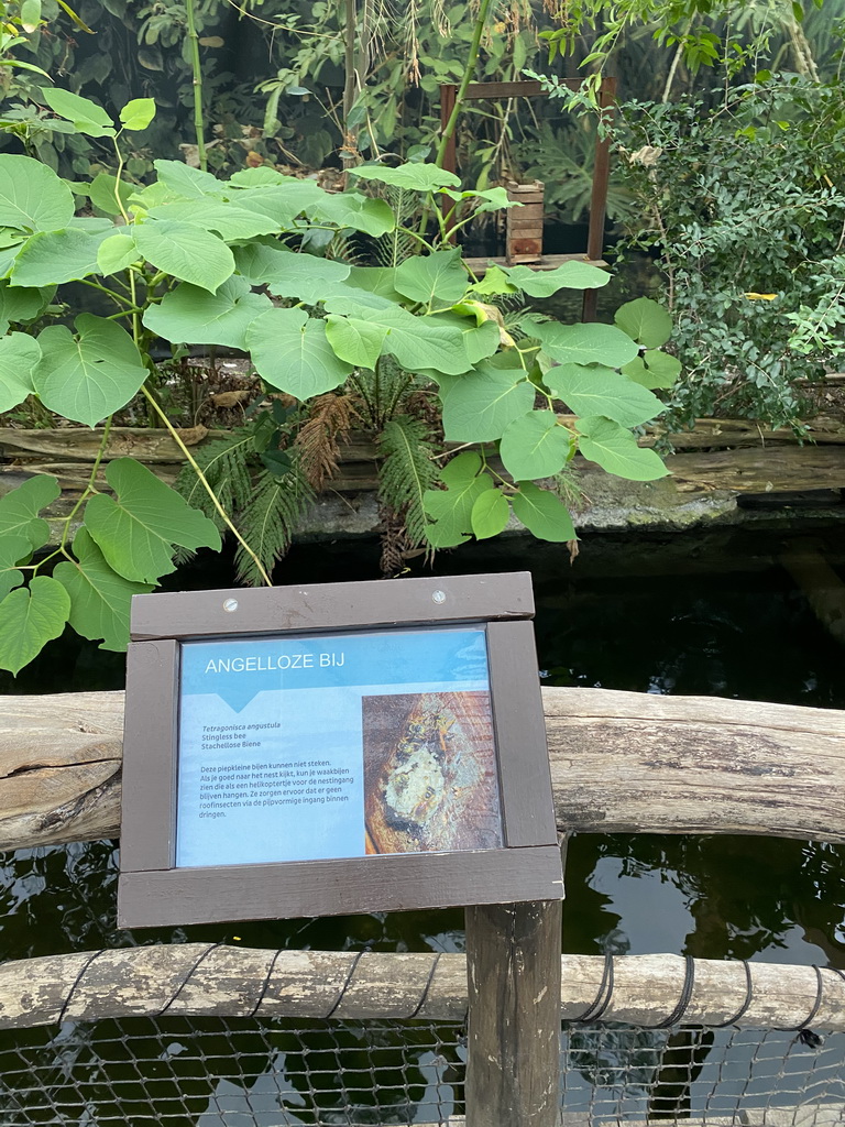 Stingless Bees at the Amazonica building at the South America area at the Diergaarde Blijdorp zoo, with explanation