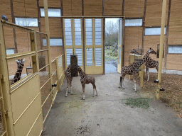 Giraffes at the Africa area at the Diergaarde Blijdorp zoo