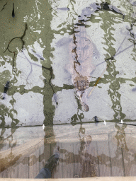 West African Slender-snouted Crocodile at the Crocodile River at the Africa area at the Diergaarde Blijdorp zoo