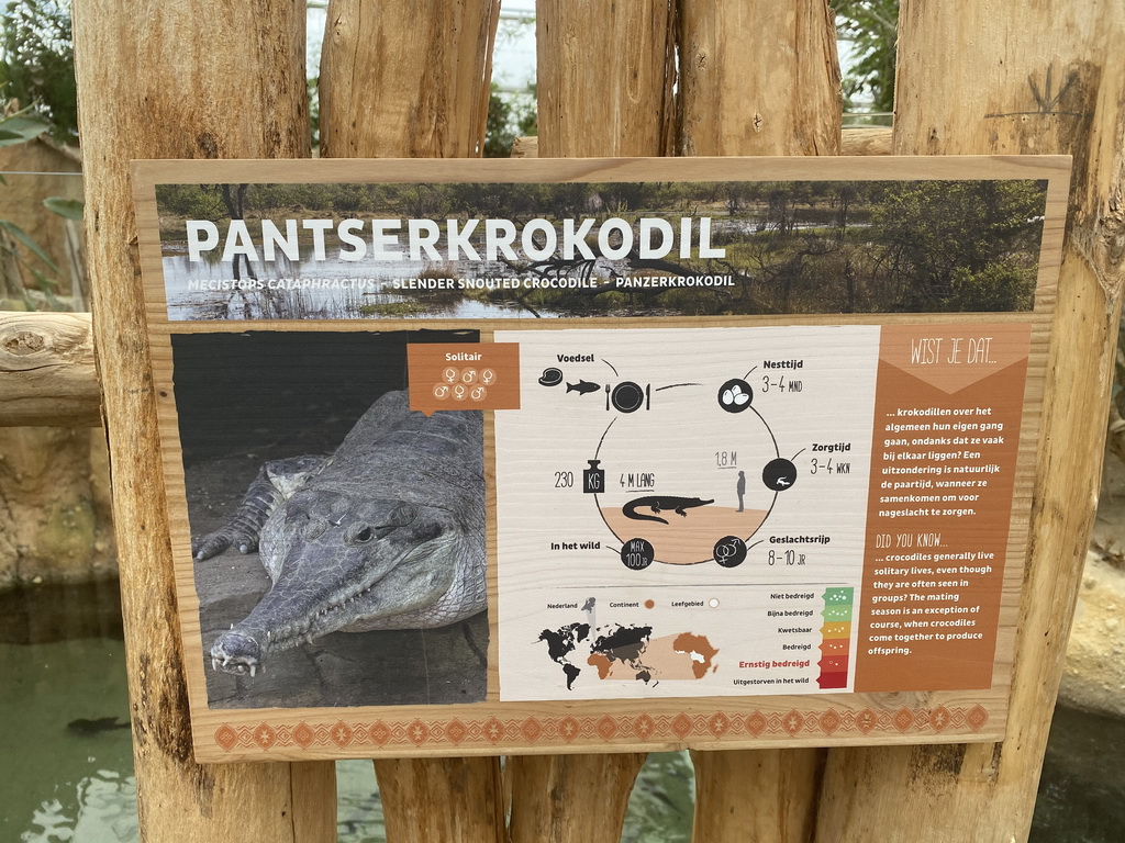Explanation on the West African Slender-snouted Crocodile at the Crocodile River at the Africa area at the Diergaarde Blijdorp zoo