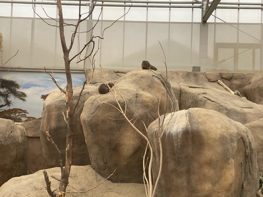 Rock Hyraxes at the Crocodile River at the Africa area at the Diergaarde Blijdorp zoo