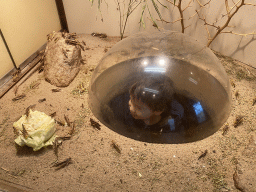 Max with Migratory Locusts at the Africa area at the Diergaarde Blijdorp zoo