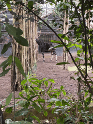 Okapi at the Africa area at the Diergaarde Blijdorp zoo