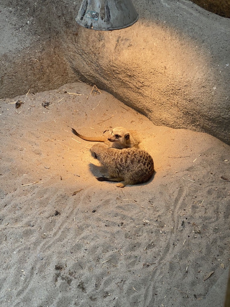 Meerkats at the Africa area at the Diergaarde Blijdorp zoo