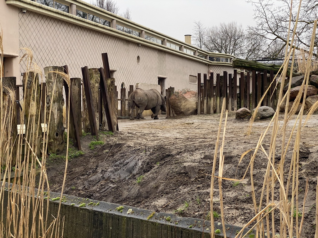 Black Rhinoceros at the Africa area at the Diergaarde Blijdorp zoo