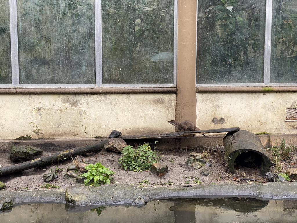 Otters at the Chinese Garden at the Asia area at the Diergaarde Blijdorp zoo