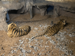 Sumatran Tigers at the Asia area at the Diergaarde Blijdorp zoo