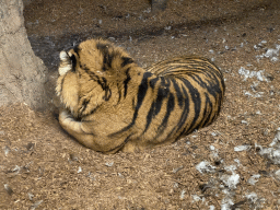 Sumatran Tiger at the Asia area at the Diergaarde Blijdorp zoo