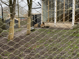 Asiatic Lions at the Asia area at the Diergaarde Blijdorp zoo