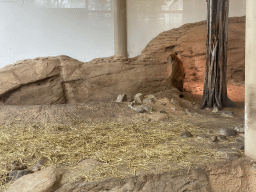 Asiatic Lion at the Asia area at the Diergaarde Blijdorp zoo