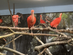 Scarlet Ibises and other Ibises at the Aviary at the South America area at the Diergaarde Blijdorp zoo
