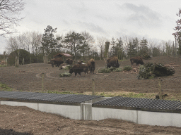 American Bisons at the North America area at the Diergaarde Blijdorp zoo