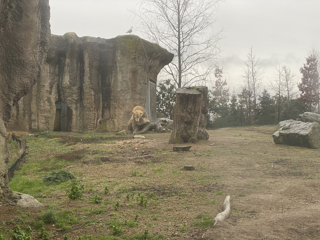 Polar Bear at the North America area at the Diergaarde Blijdorp zoo