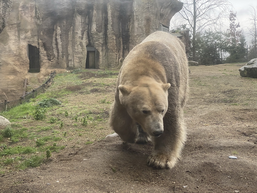 Polar Bear at the North America area at the Diergaarde Blijdorp zoo