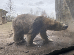 Polar Bear at the North America area at the Diergaarde Blijdorp zoo