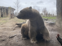 Polar Bear at the North America area at the Diergaarde Blijdorp zoo