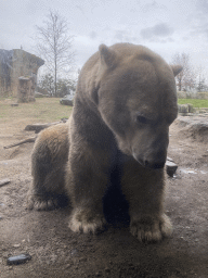 Polar Bear at the North America area at the Diergaarde Blijdorp zoo