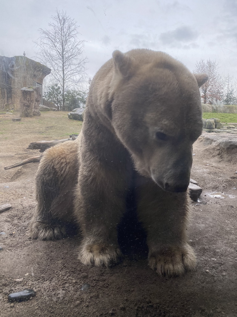 Polar Bear at the North America area at the Diergaarde Blijdorp zoo