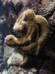 Starfish at the Oceanium at the Diergaarde Blijdorp zoo