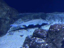 rotterdam_11_004 - 328 kb - 1024x768 - Sturgeon at the Oceanium at the Diergaarde Blijdorp zoo Sturgeon at the Oceanium at the Diergaarde Blijdorp zoo