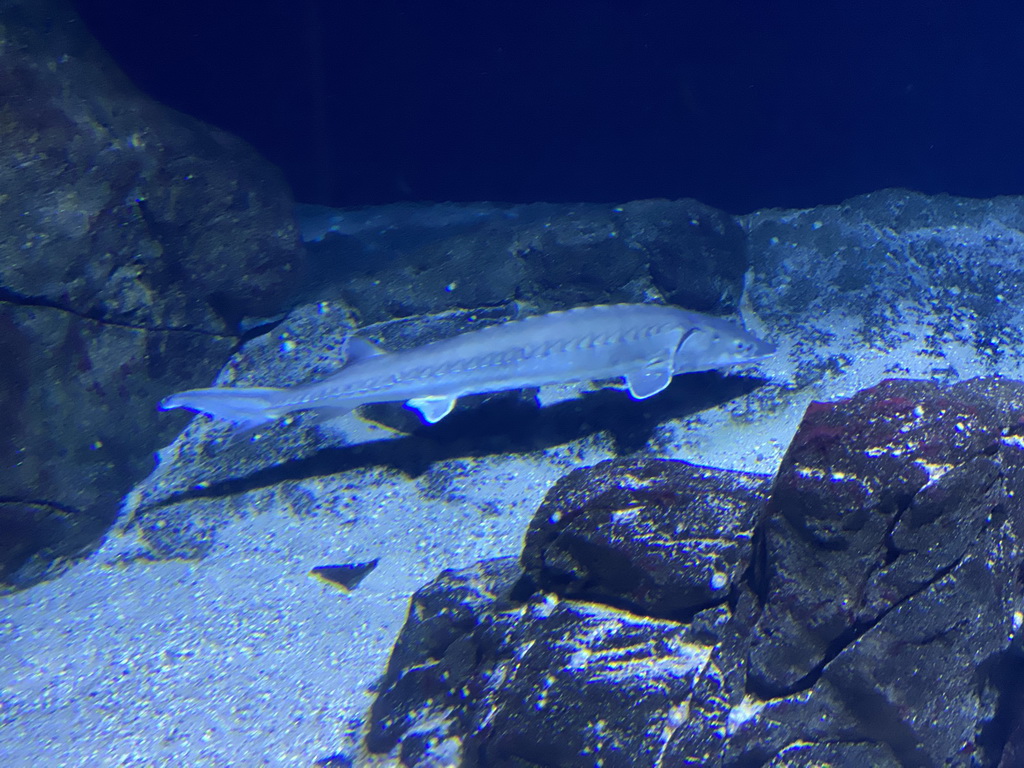 Sturgeon at the Oceanium at the Diergaarde Blijdorp zoo