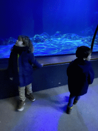 Max and his friend looking at fishes at the Shark Tunnel at the Oceanium at the Diergaarde Blijdorp zoo