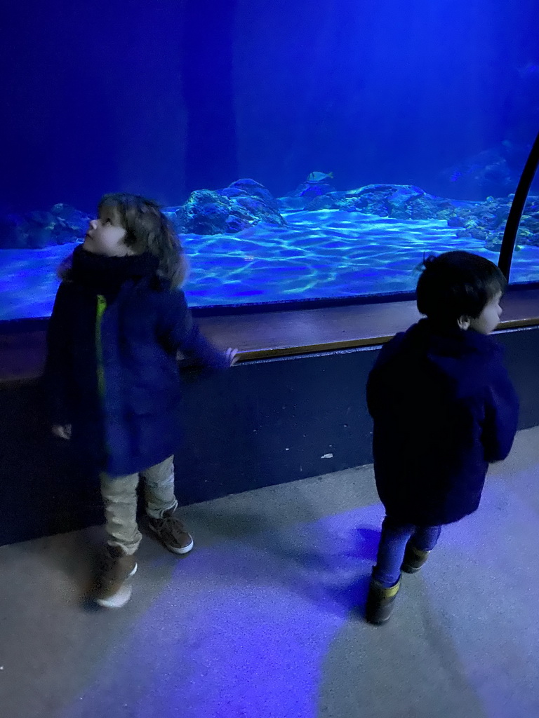 Max and his friend looking at fishes at the Shark Tunnel at the Oceanium at the Diergaarde Blijdorp zoo