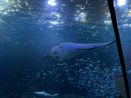 Pregnant fish, Shark and other fishes at the Shark Tunnel at the Oceanium at the Diergaarde Blijdorp zoo