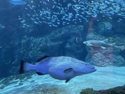 Pregnant fish, Shark and other fishes at the Shark Tunnel at the Oceanium at the Diergaarde Blijdorp zoo