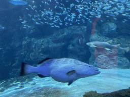 rotterdam_11_007 - 301 kb - 1024x768 - Pregnant fish, Shark and other fishes at the Shark Tunnel at the Oceanium at the Diergaarde Blijdorp zoo Pregnant fish, Shark and other fishes at the Shark Tunnel at the Oceanium at the Diergaarde Blijdorp zoo